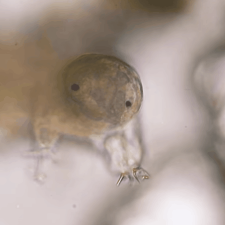 THIS IS A TARDIGRADE APPRECIATION POST 