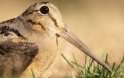 The American Woodcock Is A Member Of The Shorebird Family (scolopacidae) That Inhabits The Eastern Portion