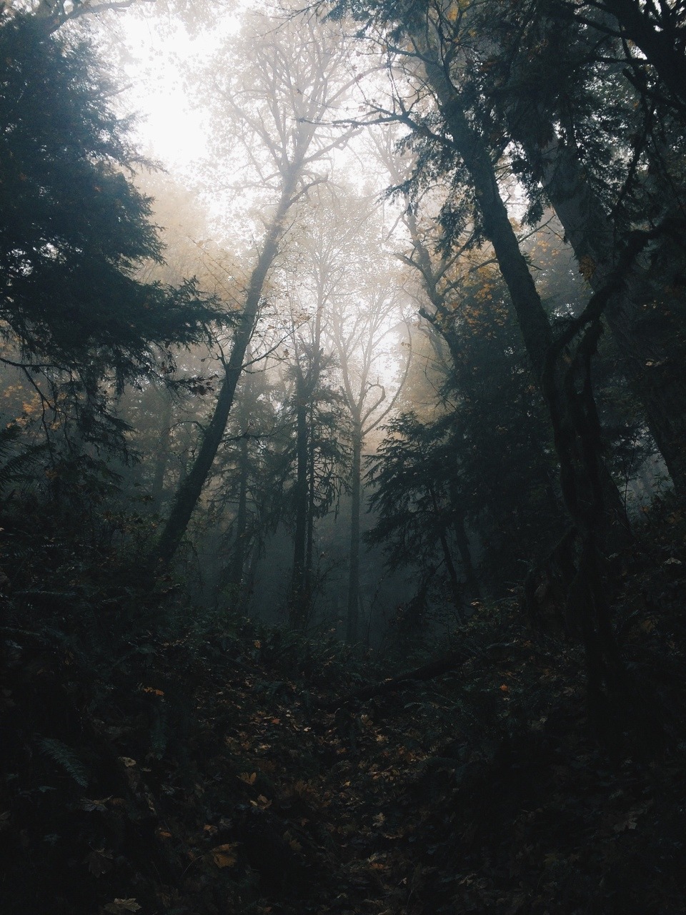 spudthesoundguy:Are we out of the woods yet? Portland, Oregon. November 7th 2014