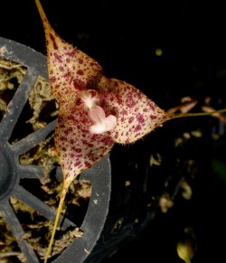 orchid-a-day:  Dracula janetiaeMarch 28,