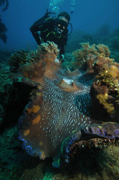 Massive Mellow MolluscsThe giant clams are a tropical subfamily of bivalves specialized to live in w