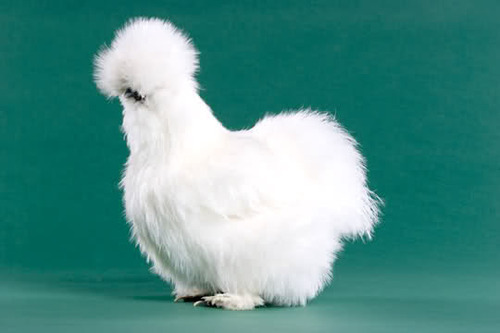 copperspecks:  thatsmoderatelyraven:  My mom said that if this post gets 500,000+ notes, then i can get a fluffy chicken like this one   Helping you get a furry chicken like this one may be the best choice I’ve ever made. 