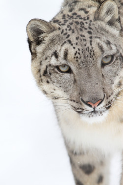 wonderous-world:  Snow Leopard by Mark Dumont