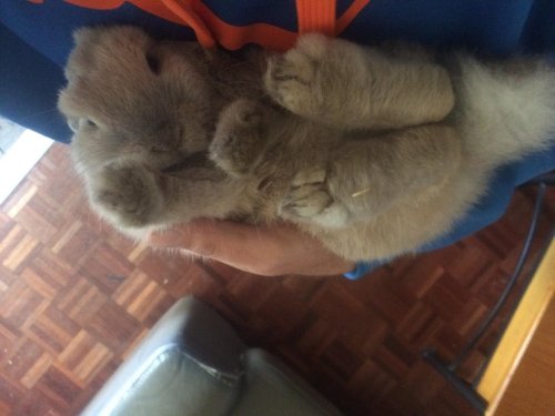 cute-overload:  If this lil guy isn’t “aww” worthy, You have no soul!http://cute-overload.tumblr.com 