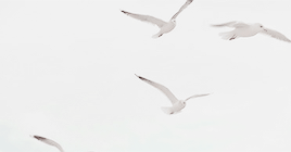 leejordan:Dear old world, you are very lovely, and I am glad to be alive in you.