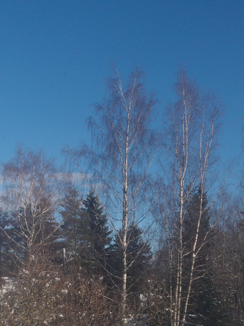 Betula pendula — silver birch