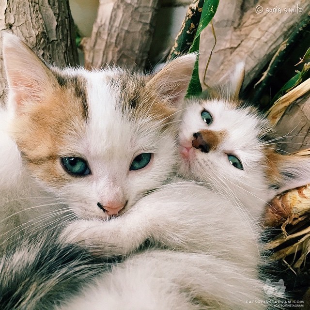 catsofinstagram:  From @greekcatsagram: “These two shy beauties want to say &ldquo;Hi”