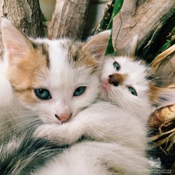 catsofinstagram:  From @greekcatsagram: “These two shy beauties want to say &ldquo;Hi” to all cats of Instagram :)“ #catsofinstagram [source: http://ift.tt/1QqkVJh ]