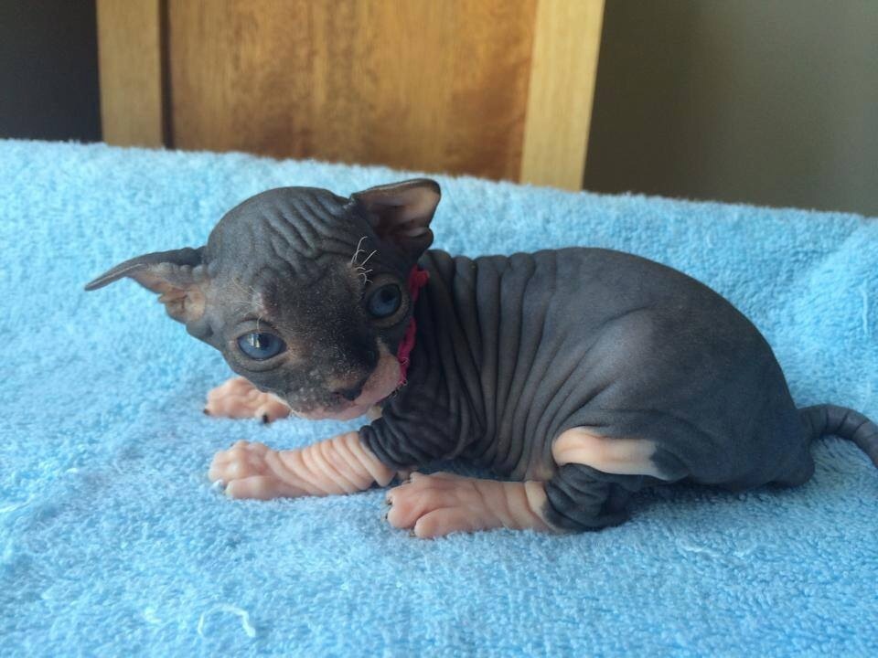 chubbylilcubby:  SCREAMING LOOK AT THESE NEW PICTURES OF MY ADORABLE ADORABLE ADORABLE