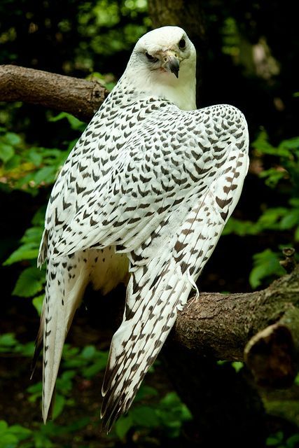 mirdam-aves:The gyrfalon (Falco rusticolus) is the largest falcon. It nests in the arctic and subarc