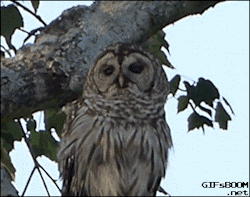 gifsboom:  Video: Owl Gives Zero F**ks 