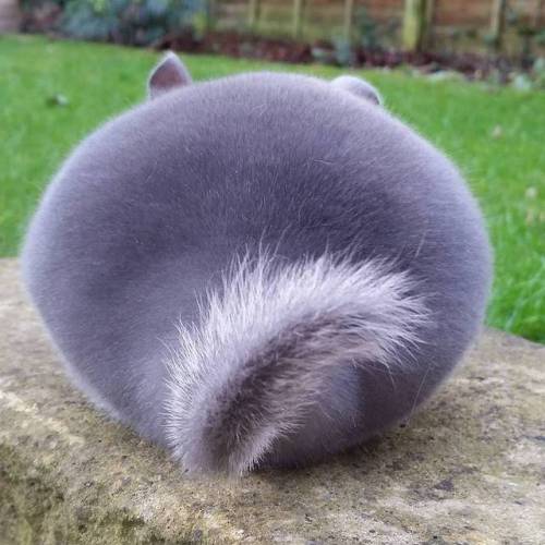 mymodernmet:Adorable Violet Chinchillas Look Like Perfect Circles from Behind