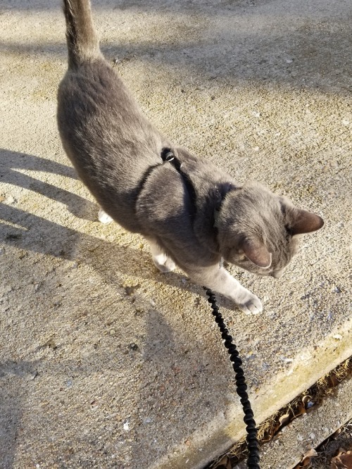 wukongopterus:catcolors:wukongopterus:I finally got Irwen to stand in the sun on a walk. @catcolors 