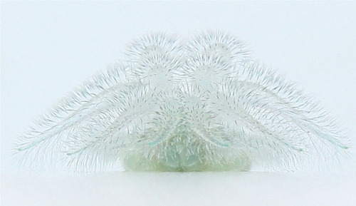 mirkokosmos:Spun Glass Caterpillar [Spun Glass Slug Moth]Their name comes from the appearance of the