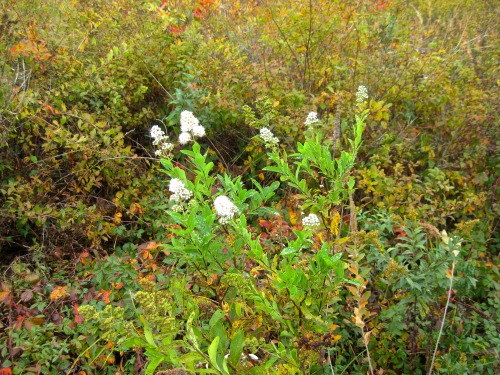 Saw this last week in Mead&rsquo;s Meadow. I believe it&rsquo;s New Jersey tea, Ceanothus americanus