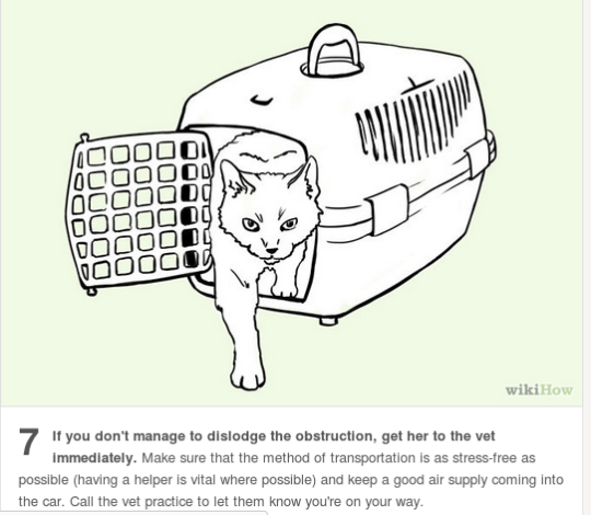 I always see the dog choking info on here, so here’s what to do if a kitty is choking