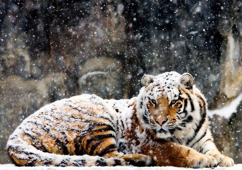 wonderous-world:   Siberian tigers are used to dealing with harsh weather conditions