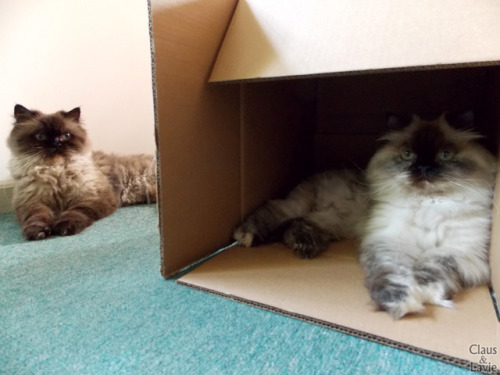 Nearly 8 years old and they still love playing in boxes, especially when they’re set in unusua