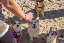 trinketbaby:  Hammy: Look what I can do! Weeeeeee! Curry, Yoshi, &amp; Rhys are unimpressed. 