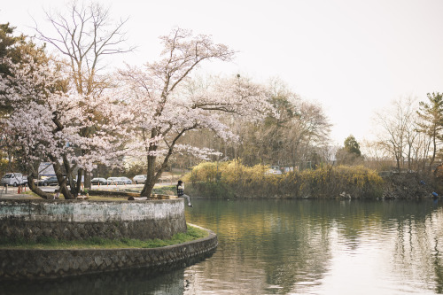 2022-04-02Spring, Cherry Blossom PicnicCanon EOS R3 + RF50mm f1.2LInstagram  |  hwantastic79vivid