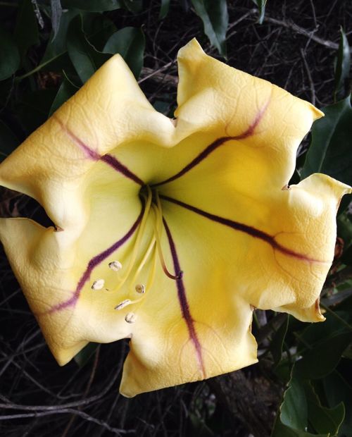 #FlowerFriday&hellip;Absolutely enamoured with these magnificent, enormous flowers of the Golden