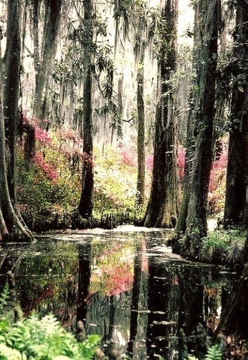 Autumn, Cypress Gardens, Florida