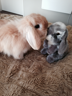 plantias:witchling:  Real bun meets pretend bun  AWW