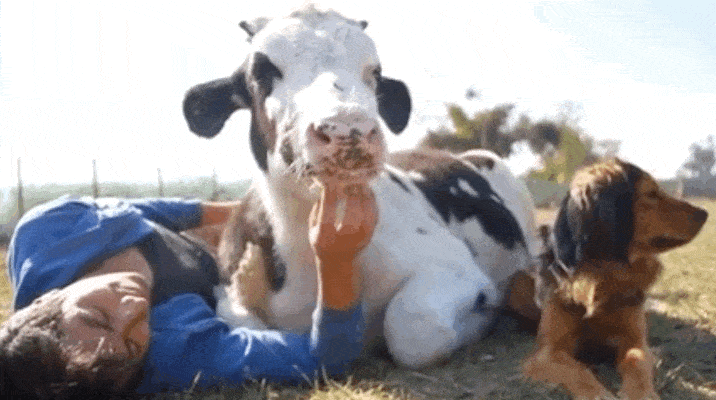 dodosite:In what may be the sweetest video of all time, a bull gets his cuddle on with a boy and a d