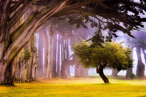 bluepueblo: Cypress Trees, San Francisco, California - photo via traveling