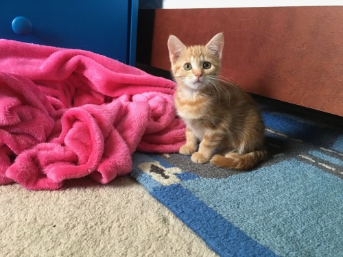 here is a picture of pumpkin from when we first adopted her <3welcome to my sideblog for pumpkin!