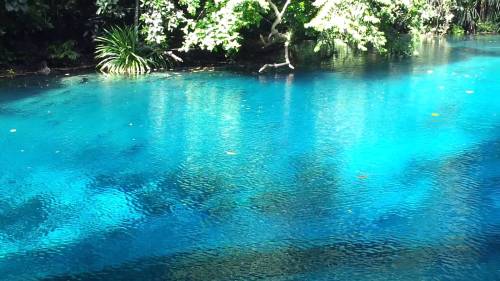 sixpenceee:  Blue Holes in Espiritu Santo Island. They are located just west of Fiji. On the Espiritu Santo island you’ll find some of the most crystal clear blue waters you’ve ever laid eyes on. Called blue holes, they’re large, deep pools of clear,