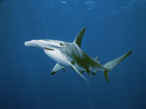 Hammerhead Shark [x]