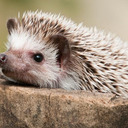 grumpyhedgehogs avatar