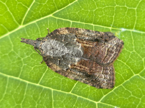 I See At Least One Cool Bug A Day, And Usually Many More, But Its Not Because I Live Anywhere Particularly