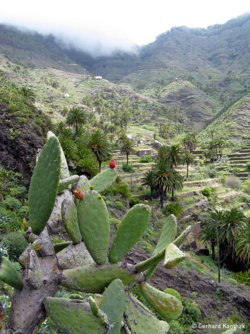gerhard-kanthak:  La Gomera | Mar 26, 2009