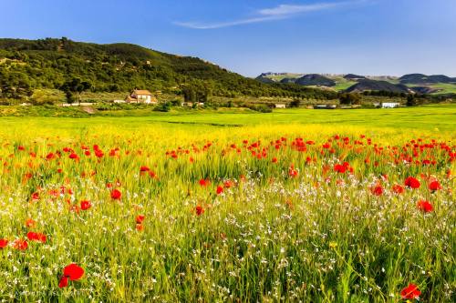 Nebeur region in El Kef,  Tunisia.For more about Tunisia visit: i-love-tunisia.tumblr.com© Hamdouda 