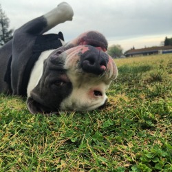 delynnbrit:  My Bebe literally proves every stereotypical slur wrong about Pitbulls. Proud rescuer.  