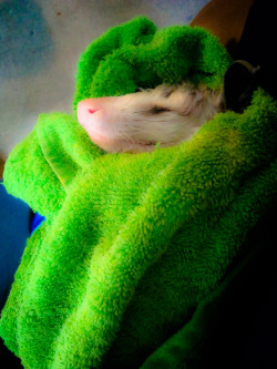 nergaltheopossum: After a bath, I’m out like a light.