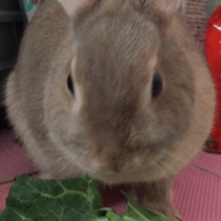 my rabbit!