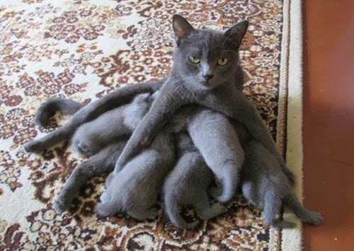 black&ndash;lamb: thispoetspace: boredpanda: 20+ Proud Cat Mommies With Their Kittens @itstheles