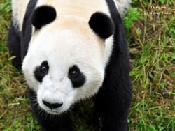 giantpandaphotos:  Yun Zi at the Dujiangyan Panda Center in China.© Nong Tako / Pandas International.