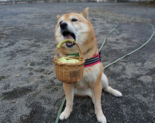 sasaq:(via Twitter / わさび ‏@wasabi_shiba 1, 2, 3)