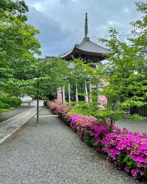 &rsquo; &rsquo; 【初夏の京都】 本法寺 新緑と躑躅 &rsquo; &rsquo; 2021.5.1撮影 &rsquo; &rsquo; #kyoto #京都 #本法寺 #青もみじ #