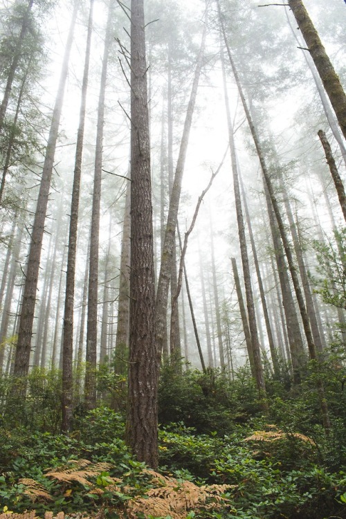 Foggy Woods