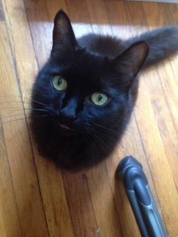 Catsbeaversandducks:please Keep Your Black Cats Safe This Friday The 13Thunfortunately,