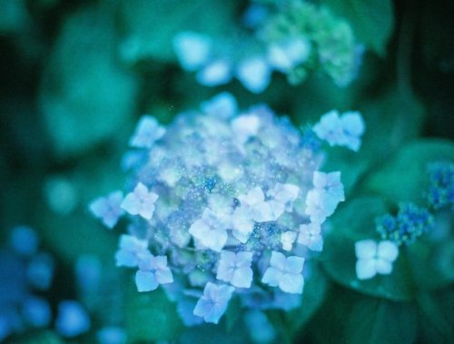 tanuki-kimono: Beautiful mood for those ajisai (hydrangea) and umbrellas shots celebrating Tsuyu (ra