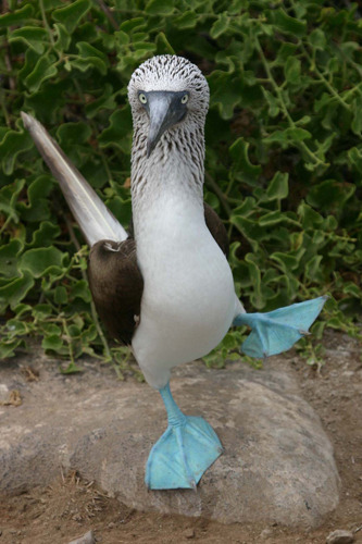 BOOBY APPRECIATION POST!