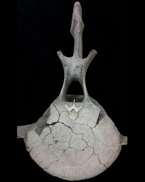 zooophagous: buy-skulls: Human vertebrae vs Humpback Whale vertebrae! Comparative anatomy is always 