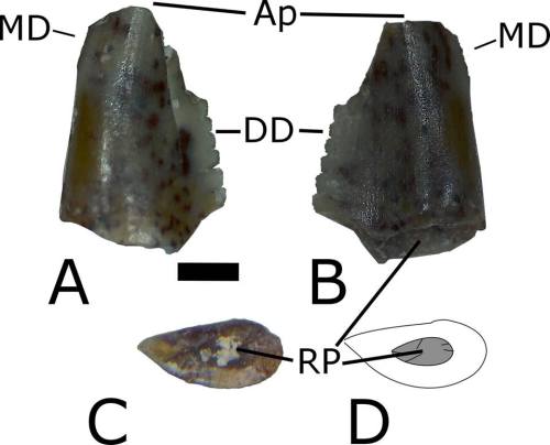 mypubliclands:#WomeninSTEM Wednesday:  Youth Uncover Clues to the PastIsabella St. Aude - a student 