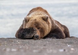 geographicwild: . Photo by @ericfisherphotography “In Alaska, Brown Bears catching salmon out of a small river. This young juvenile had a very successful morning and walked over next to us and plopped down with a full stomach. Over the next 10 minutes